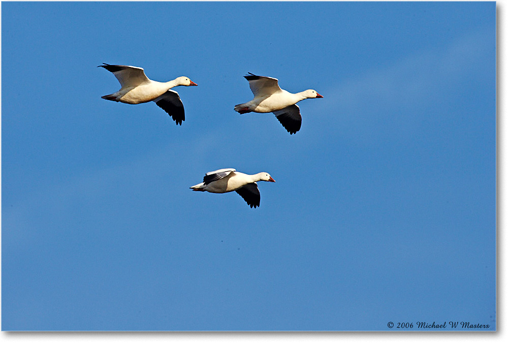 SnowGeese_ChincoNWR-wll_2006Nov_E0K9668 copy