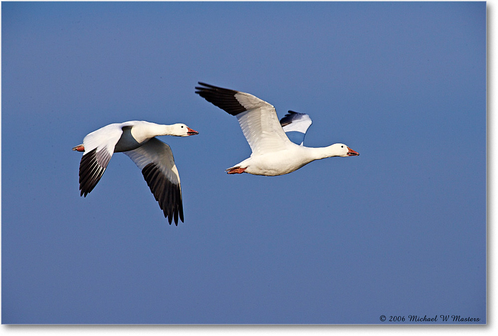 SnowGeese_ChincoNWR-wll_2006Nov_E0K9707 copy