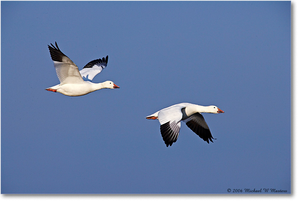 SnowGeese_ChincoNWR-wll_2006Nov_E0K9711 copy