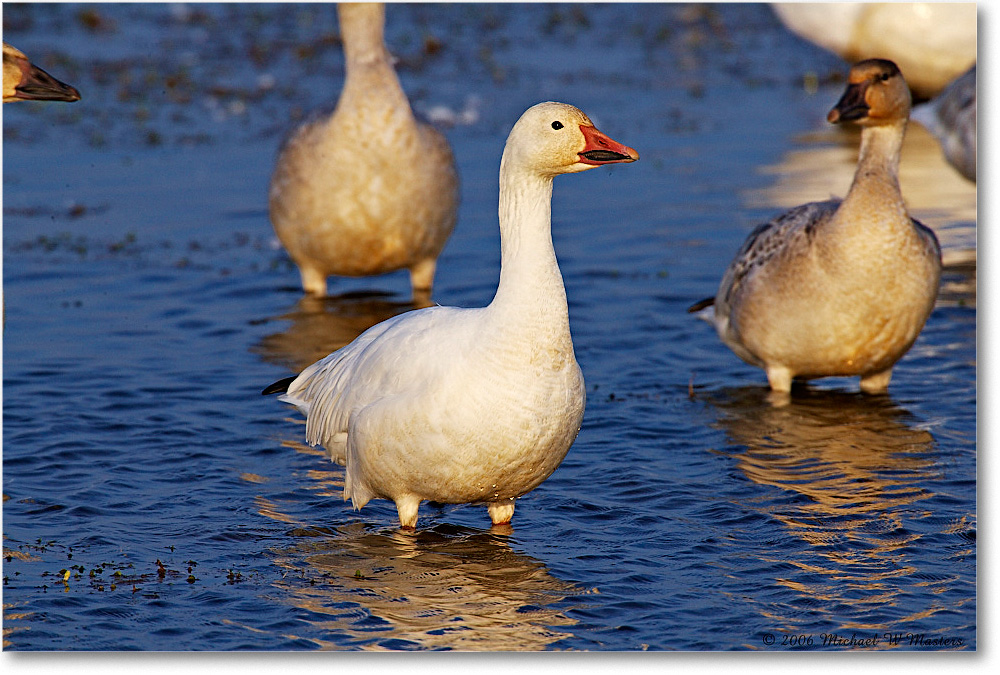 SnowGeese_ChincoNWR-wll_2006Nov_E0K9875 copy