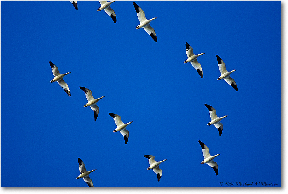 SnowGeese_ChincoNWR-wll_2006Nov_Y2F0964 copy