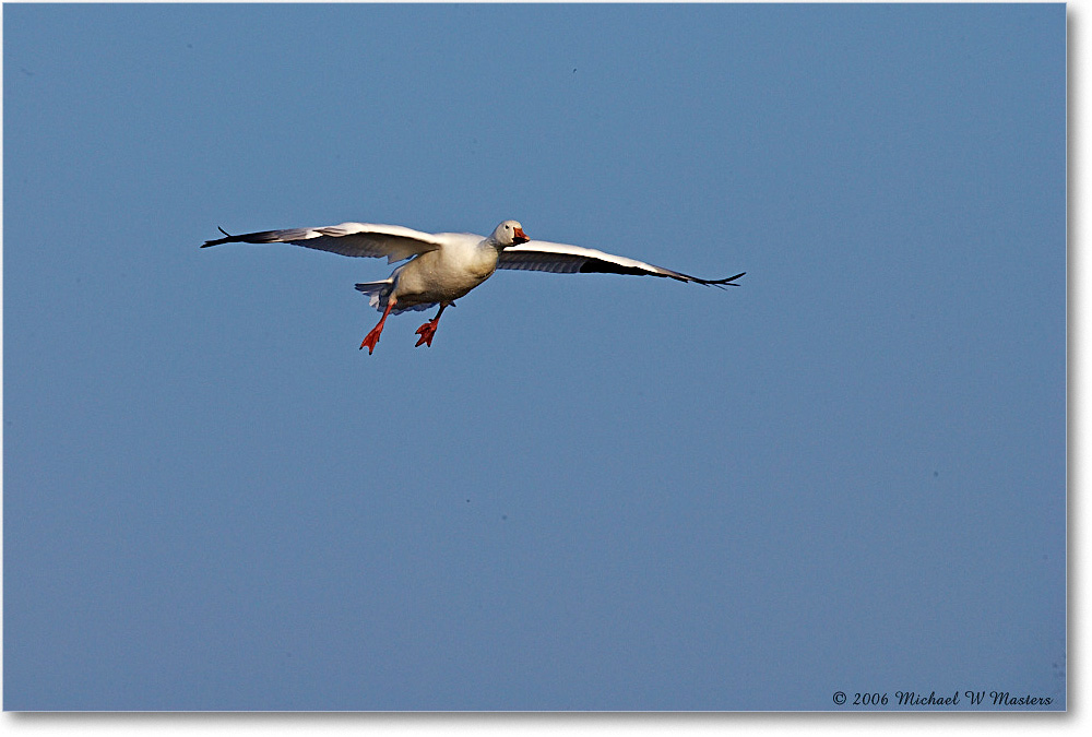 SnowGoose_ChincoNWR-wll_2006Nov_E0K8929 copy