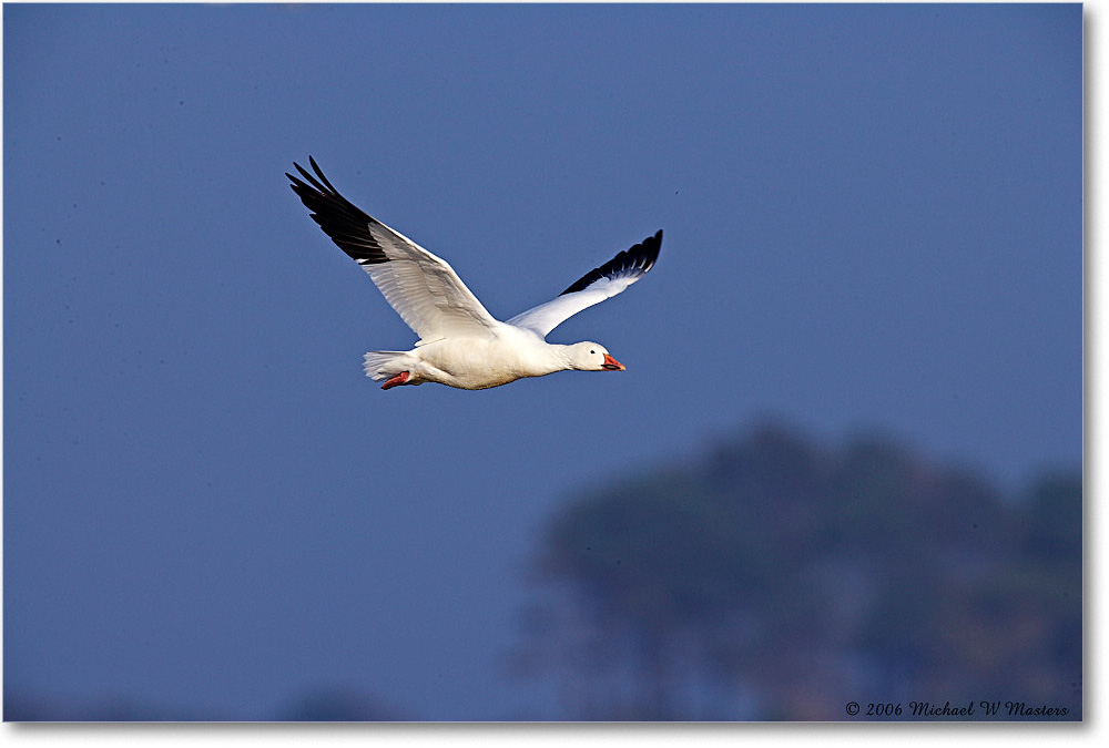SnowGoose_ChincoNWR-wll_2006Nov_E0K9665 copy