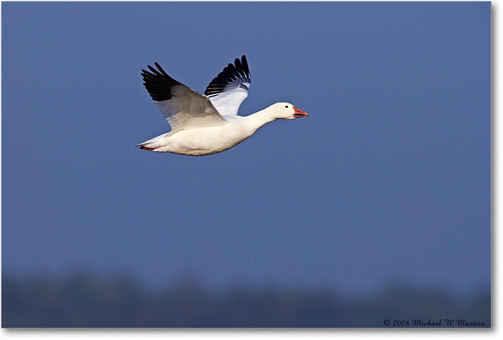 SnowGoose_ChincoNWR-wll_2006Nov_E0K9686 copy