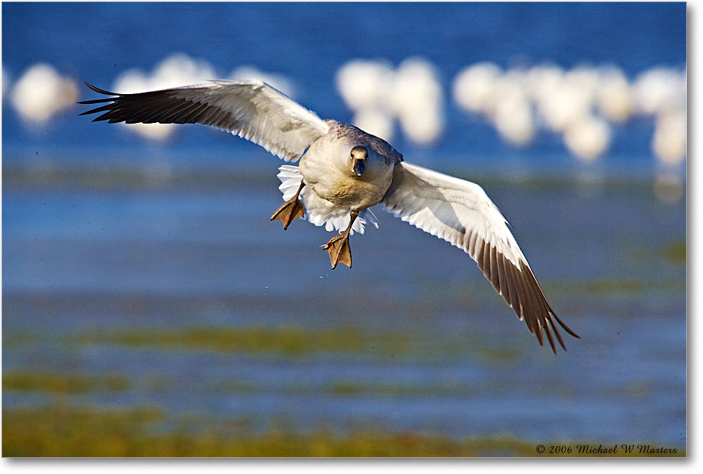 SnowGoose_ChincoNWR-wll_2006Nov_E0K9688 copy