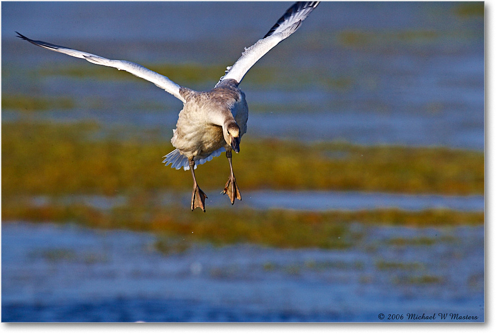 SnowGoose_ChincoNWR-wll_2006Nov_E0K9690 copy
