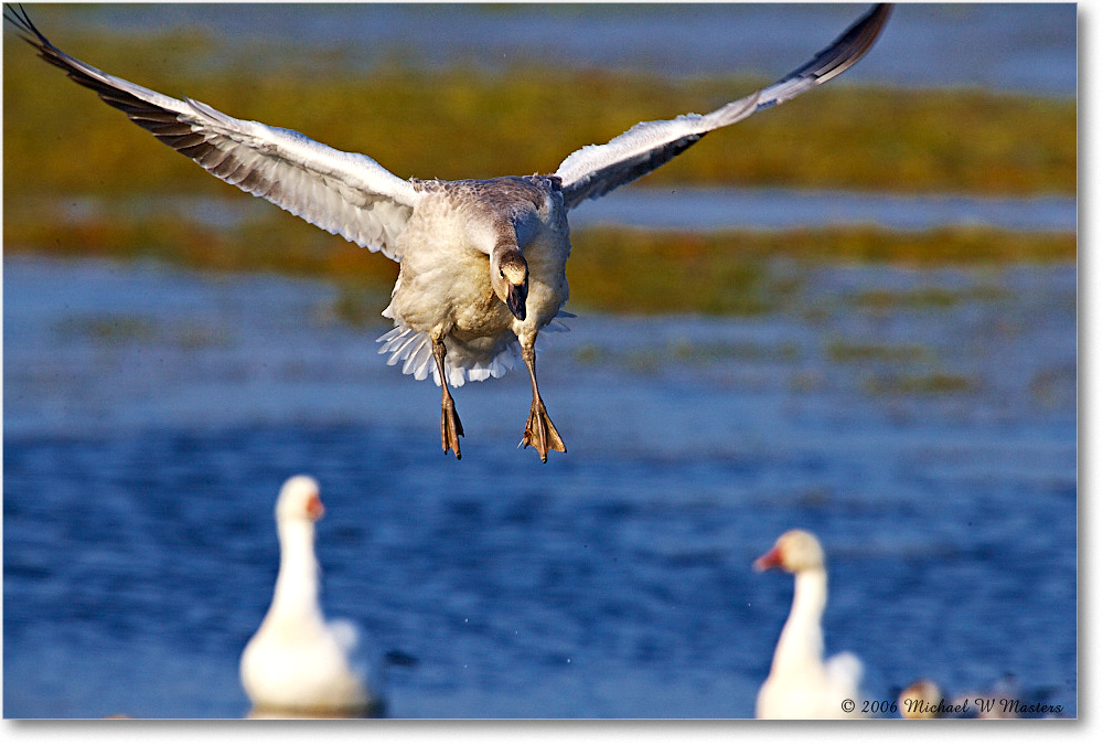 SnowGoose_ChincoNWR-wll_2006Nov_E0K9691 copy