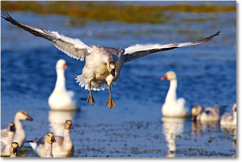 SnowGoose_ChincoNWR-wll_2006Nov_E0K9692 copy