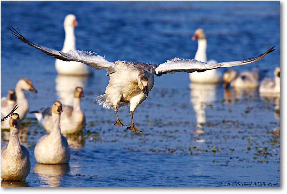 SnowGoose_ChincoNWR-wll_2006Nov_E0K9693 copy