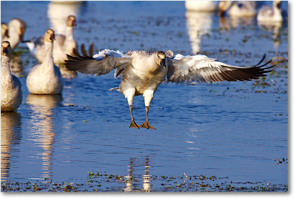 SnowGoose_ChincoNWR-wll_2006Nov_E0K9694 copy