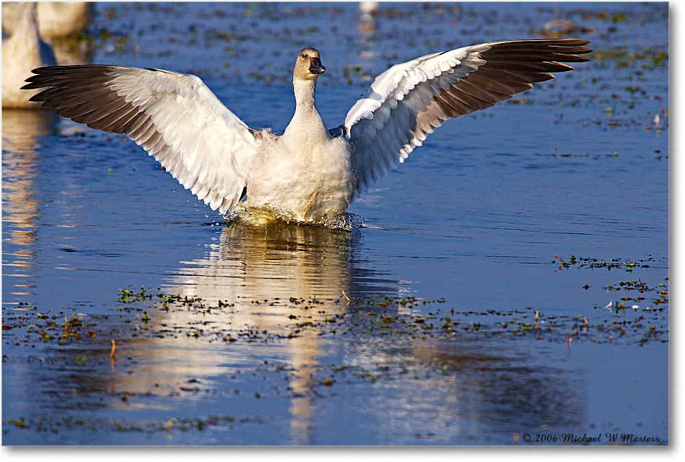 SnowGoose_ChincoNWR-wll_2006Nov_E0K9695 copy