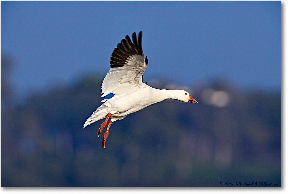 SnowGoose_ChincoNWR-wll_2006Nov_E0K9739 copy