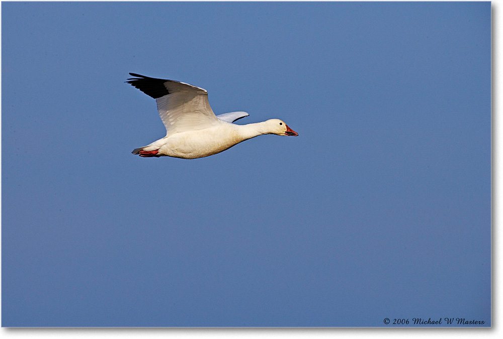 SnowGoose_ChincoNWR-wll_2006Nov_E0K9753 copy