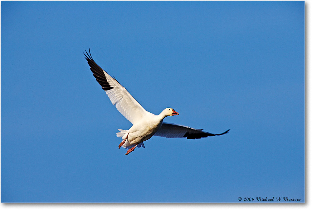SnowGoose_ChincoNWR-wll_2006Nov_E0K9804 copy