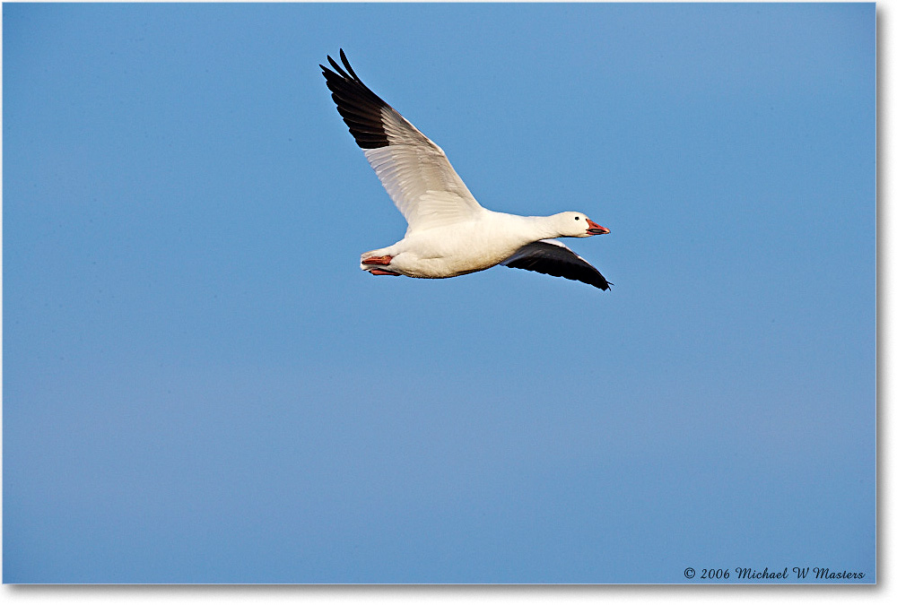 SnowGoose_ChincoNWR-wll_2006Nov_E0K9808 copy