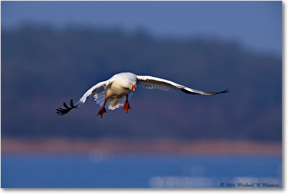 SnowGoose_ChincoNWR-wll_2006Nov_E0K9817 copy