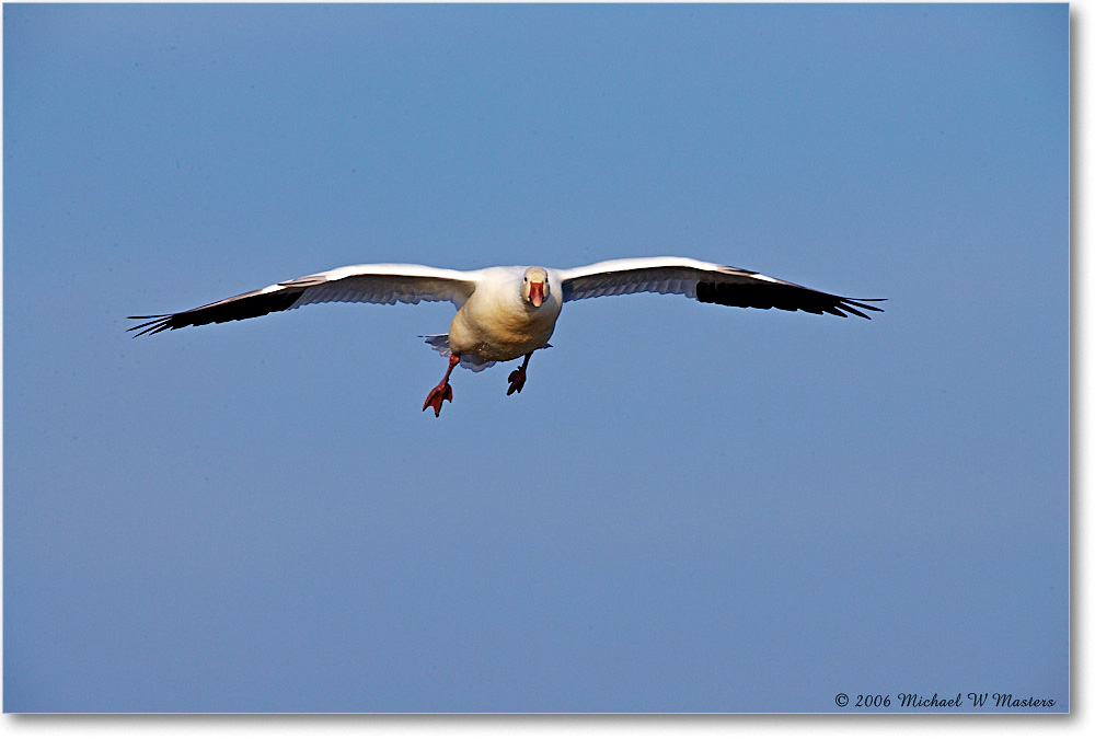 SnowGoose_ChincoNWR-wll_2006Nov_E0K9825 copy
