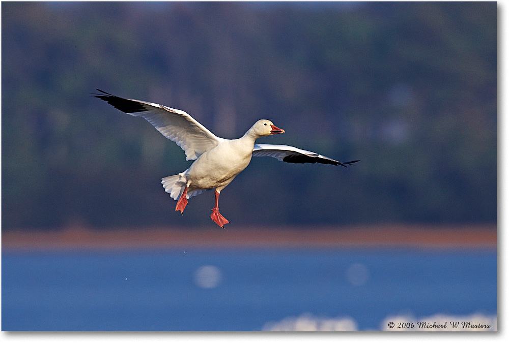 SnowGoose_ChincoNWR-wll_2006Nov_E0K9832 copy