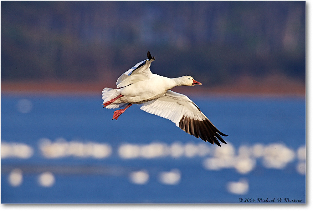 SnowGoose_ChincoNWR-wll_2006Nov_E0K9833 copy