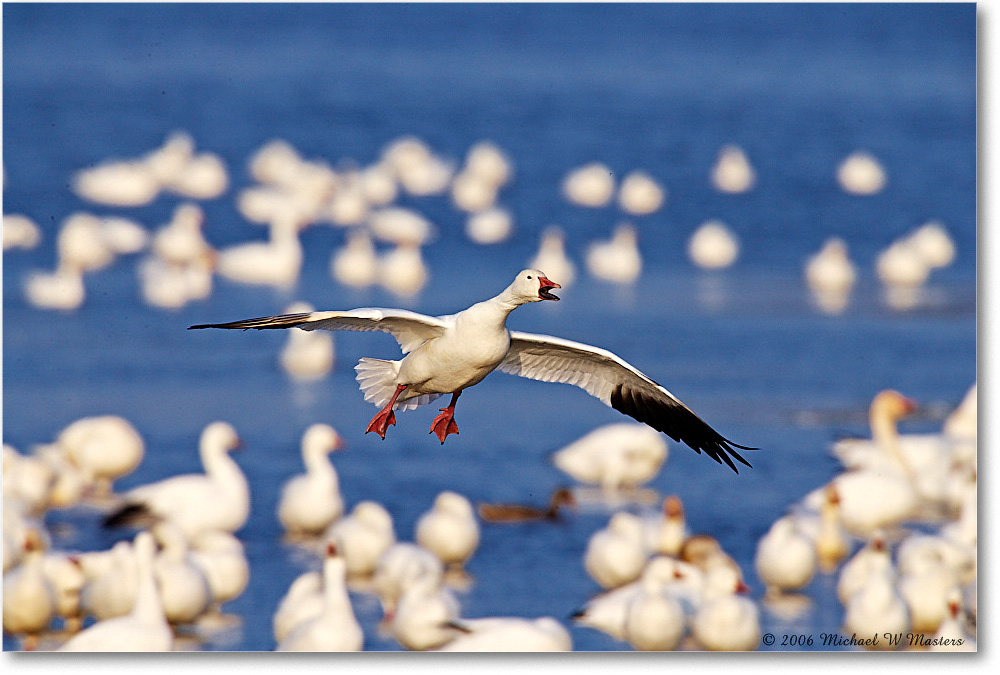 SnowGoose_ChincoNWR-wll_2006Nov_E0K9846 copy