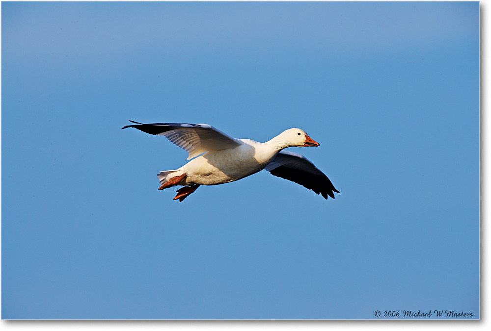 SnowGoose_ChincoNWR-wll_2006Nov_E0K9854 copy