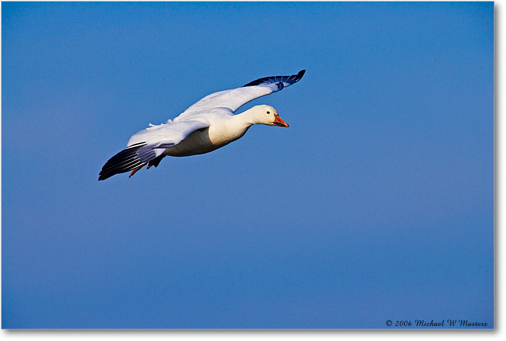 SnowGoose_ChincoNWR-wll_2006Nov_E0K9858 copy