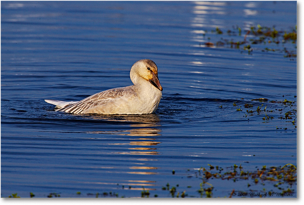 SnowGoose_ChincoNWR-wll_2006Nov_E0K9866 copy