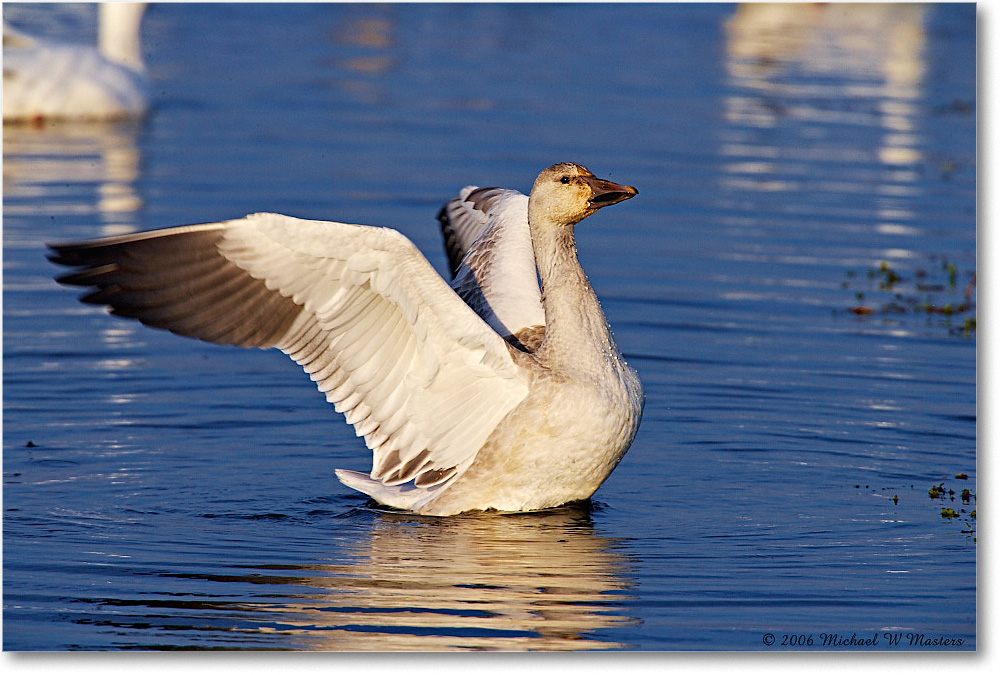 SnowGoose_ChincoNWR-wll_2006Nov_E0K9868 copy