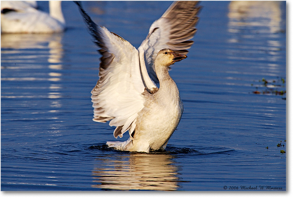 SnowGoose_ChincoNWR-wll_2006Nov_E0K9871 copy
