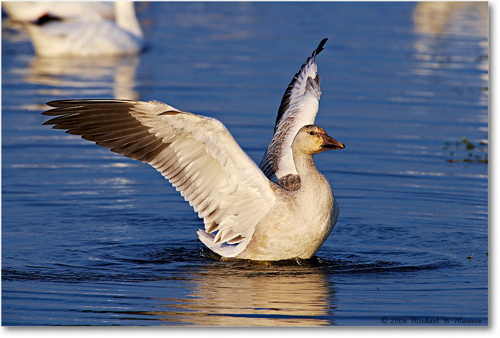 SnowGoose_ChincoNWR-wll_2006Nov_E0K9873 copy