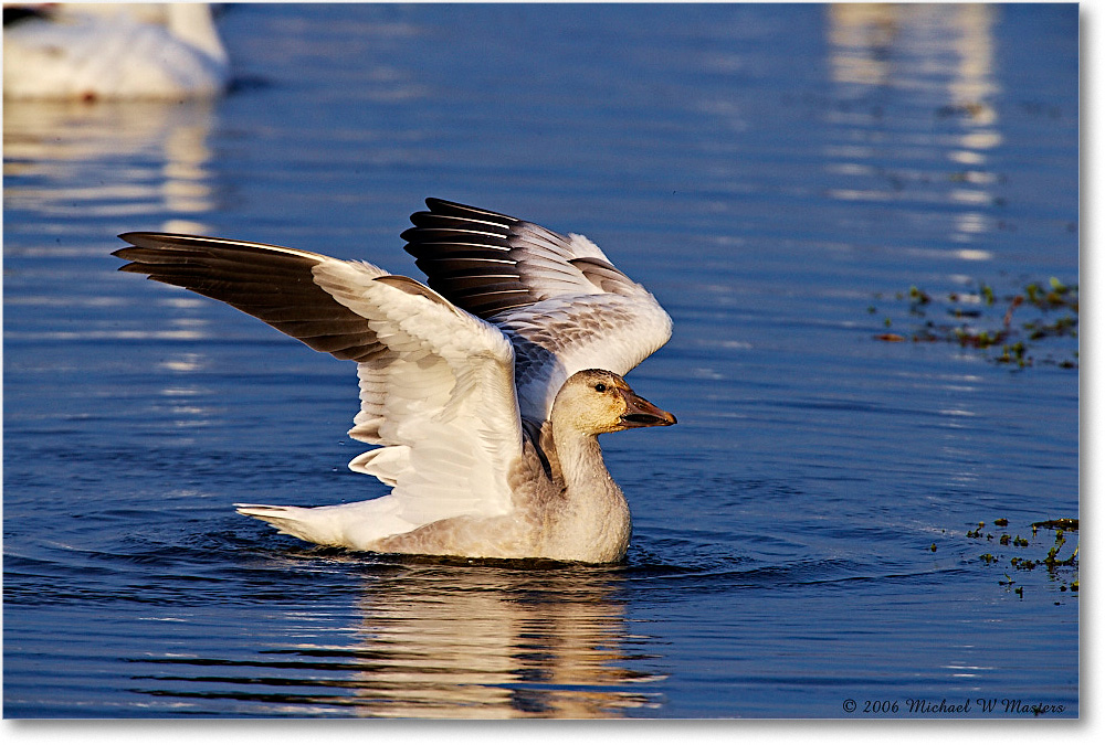 SnowGoose_ChincoNWR-wll_2006Nov_E0K9874 copy