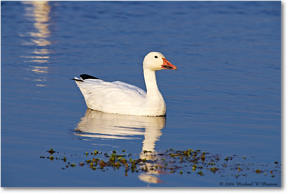 SnowGoose_ChincoNWR-wll_2006Nov_E0K9888 copy