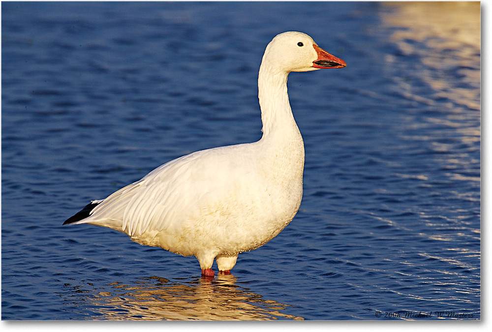 SnowGoose_ChincoNWR-wll_2006Nov_E0K9906 copy