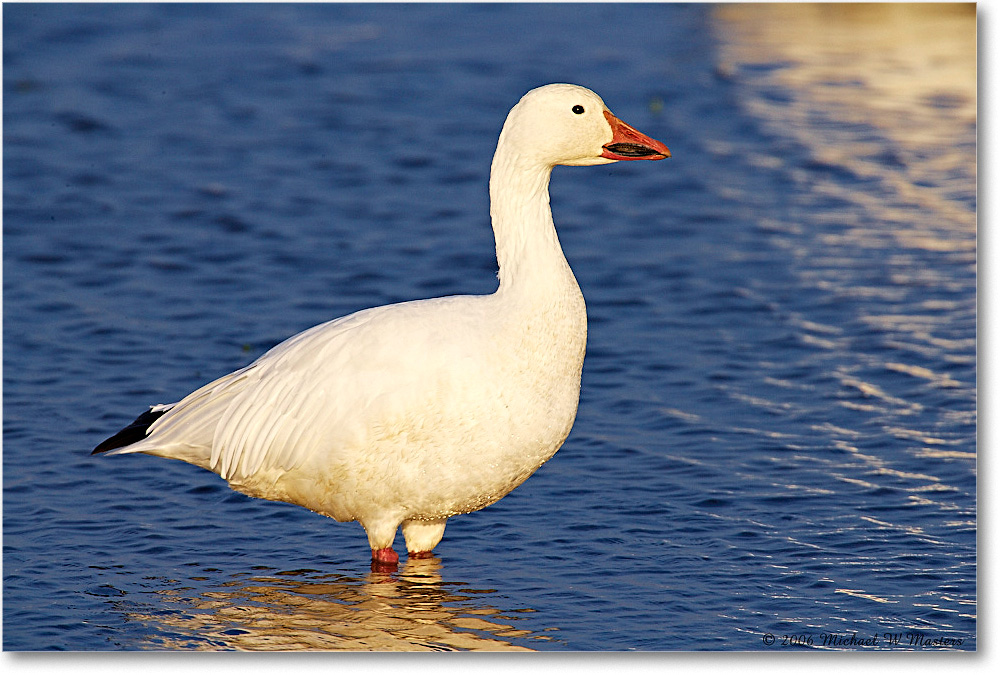SnowGoose_ChincoNWR-wll_2006Nov_E0K9908 copy
