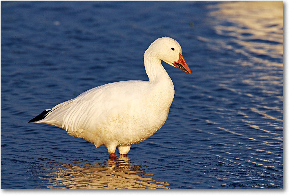 SnowGoose_ChincoNWR-wll_2006Nov_E0K9909 copy