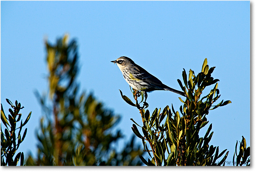 YellowRumpWarbler_ChincoNWR-wll_2006Nov_E0K8447 copy