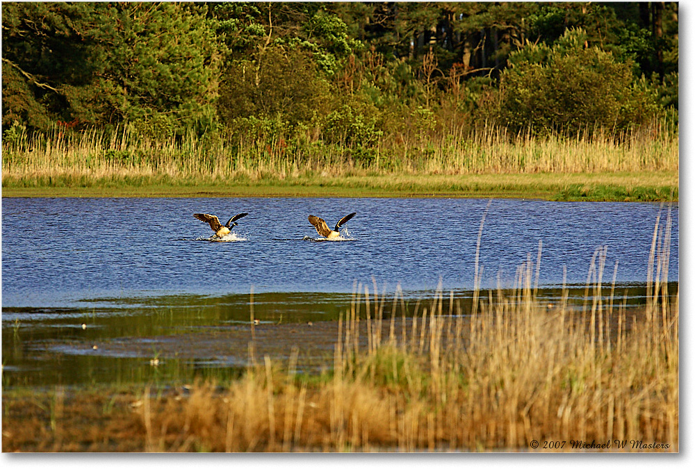 CanadaGeese_ChincoNWR-wll_2007May_Y2F1864 copy