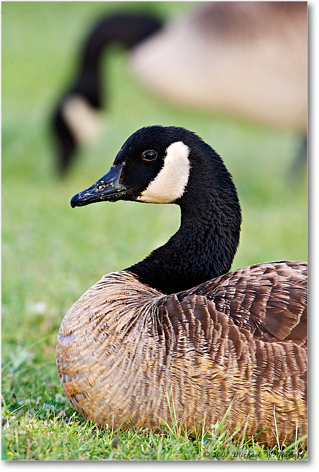 CanadaGoose_ChincoNWR_2007May_E0K0853 copy