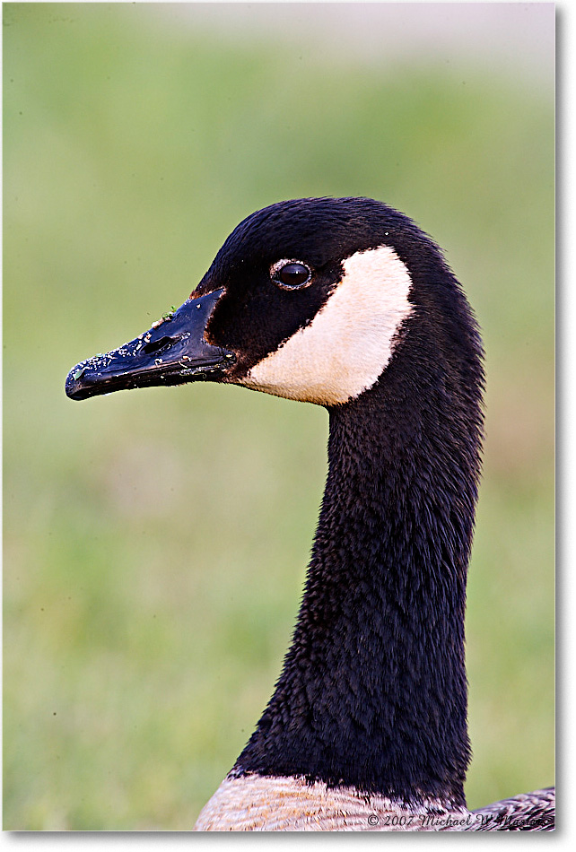 CanadaGoose_ChincoNWR_2007May_E0K0866 copy