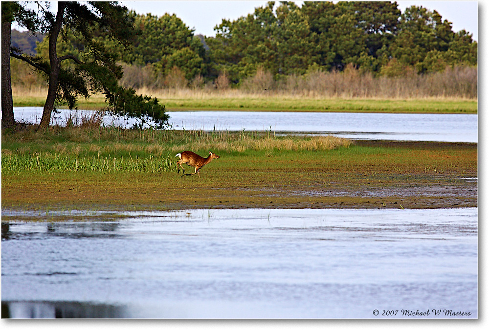 Deer_ChincoNWR-bdp_2007May_Y2F1714 copy