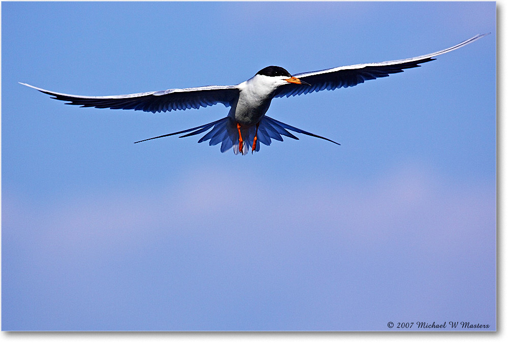 Forster'sTern_ChincoNWR_2007May_Y2F1275 copy