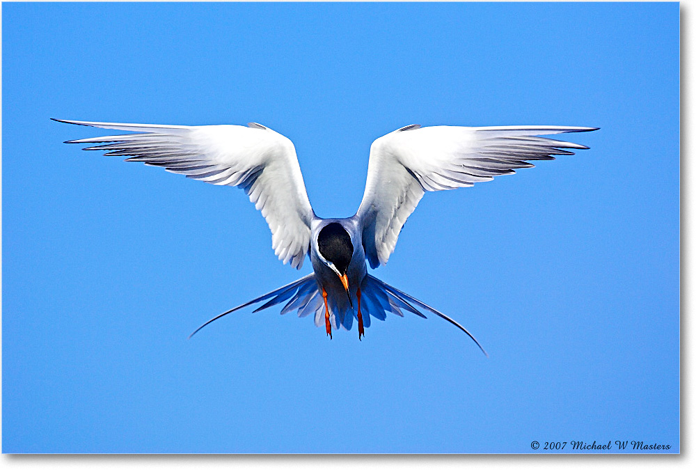 Forster'sTern_ChincoNWR_2007May_Y2F1279 copy