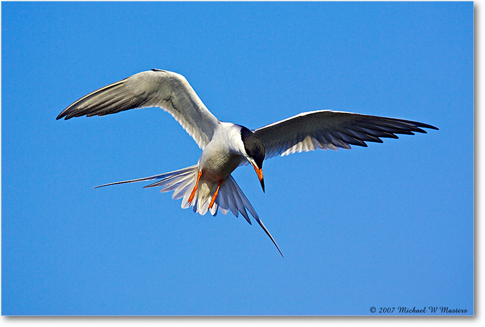 Forster'sTern_ChincoNWR_2007May_Y2F1307 copy