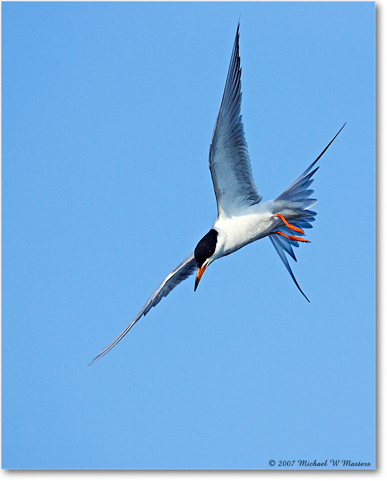 Forster'sTern_ChincoNWR_2007May_Y2F1361 copy