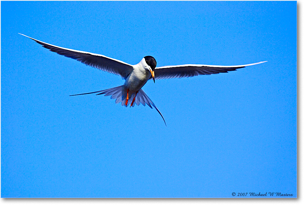 Forster'sTern_ChincoNWR_2007May_Y2F1409 copy
