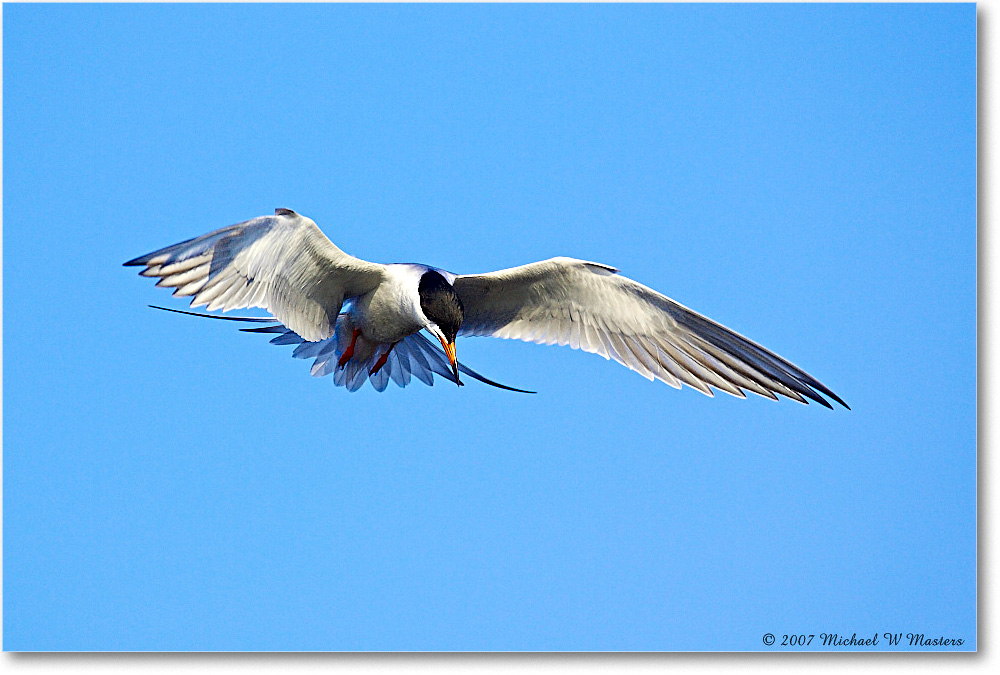 Forster'sTern_ChincoNWR_2007May_Y2F1412 copy