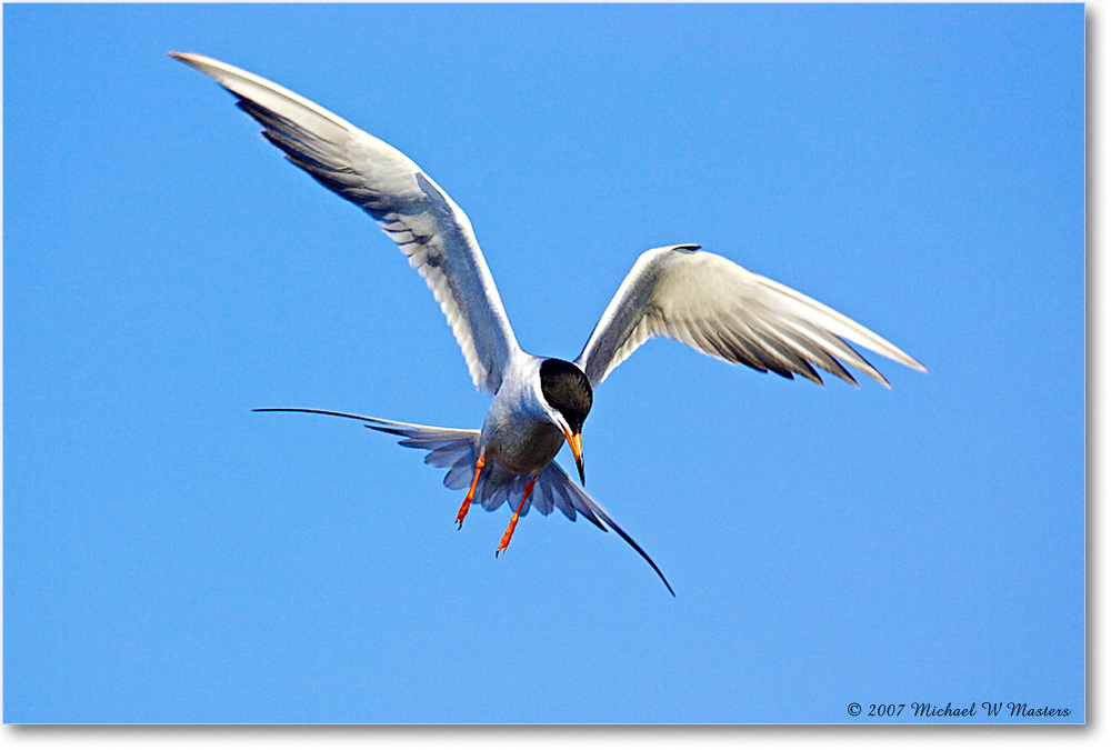 Forster'sTern_ChincoNWR_2007May_Y2F1413 copy