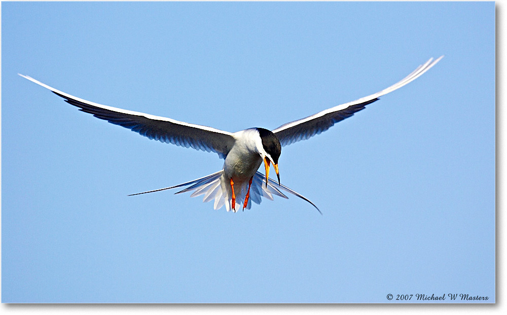 Forster'sTern_ChincoNWR_2007May_Y2F1415 copy