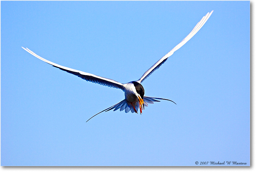 Forster'sTern_ChincoNWR_2007May_Y2F1416 copy