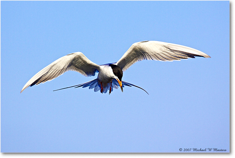 Forster'sTern_ChincoNWR_2007May_Y2F1417 copy